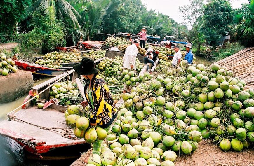 Ben Tra, le paradis de délicieuses noix de coco