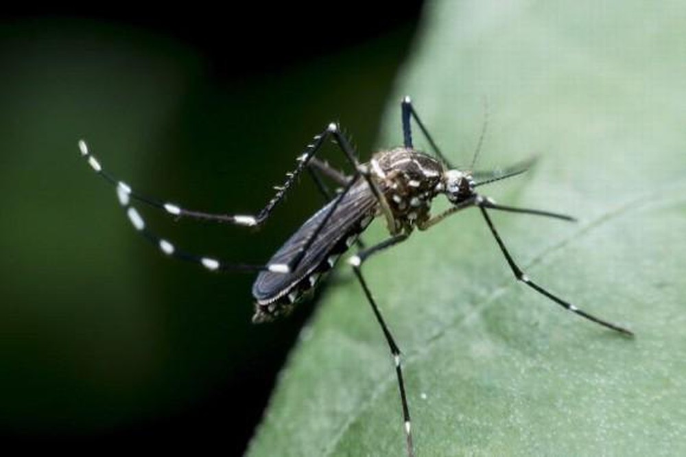 Les maladies transmises par les moustiques sont assez dangereuses pour les voyageurs.