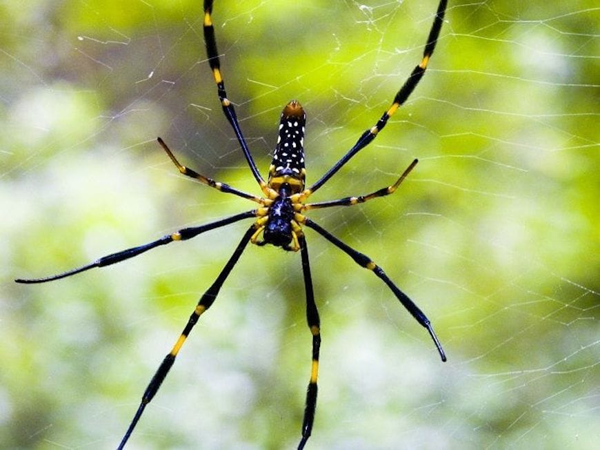 Essayez-vous de prendre des photos de certaines créatures de la forêt comme un coléoptère ou une araignée, parfois leur apparence vous surprendra