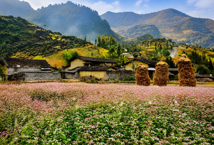Les magnifiques fleurs de sarrasin autour de la Maison de Pao