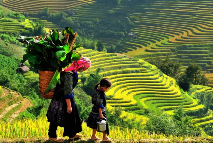 Beauté éternelle des rizières de Sapa, Vietnam