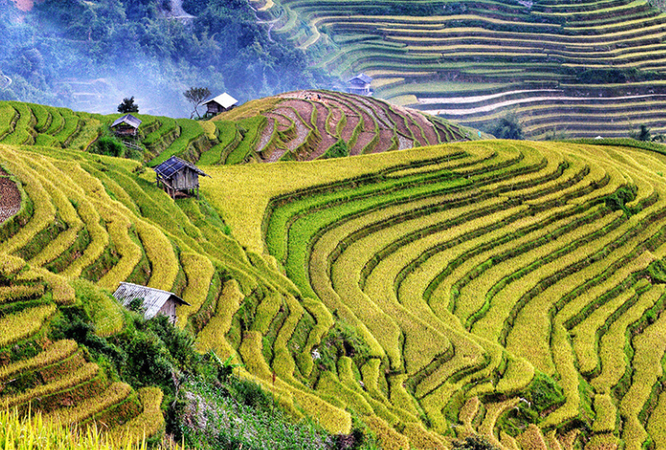 Les rizières en terrasses du Vietnam ont été plusieurs fois classées parmi les paysages les plus surréalistes du monde