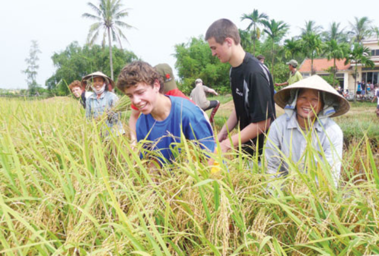 Les visiteurs prennent plaisir à vivre l'expérience de la récolte du riz avec les habitants
