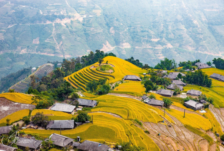 Village Phung est l’une des destinations les plus remarquables pour admirer les rizières en terrasses pendant la saison du riz mûr de Hoang Su Phi