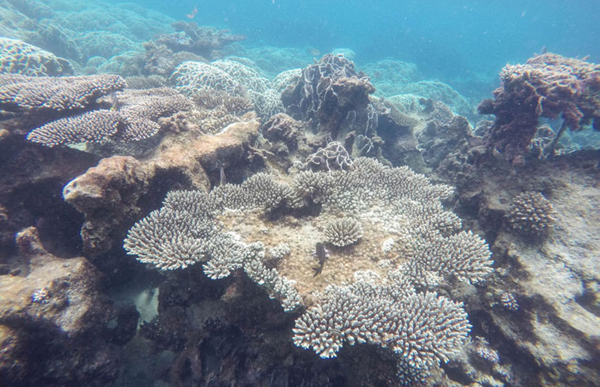 les coraux à Phu Quoc sont encore très intacts