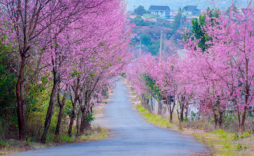 Le début de l’année est la saison des fleurs de cerisier himalayan sauvages à Da Lat