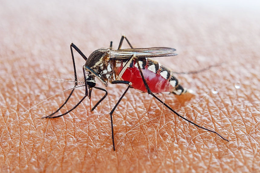Muỗi Anophele cái - vectơ chính của nhiễm sốt rét