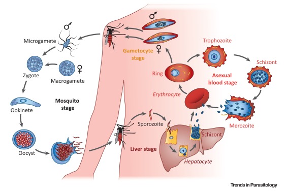 Chu kỳ lây truyền của ký sinh trùng muỗi