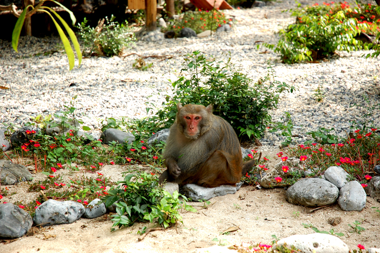 Les singes ici sont assez agressifs, vous devriez les regarder de loin, ne vous approchez pas.