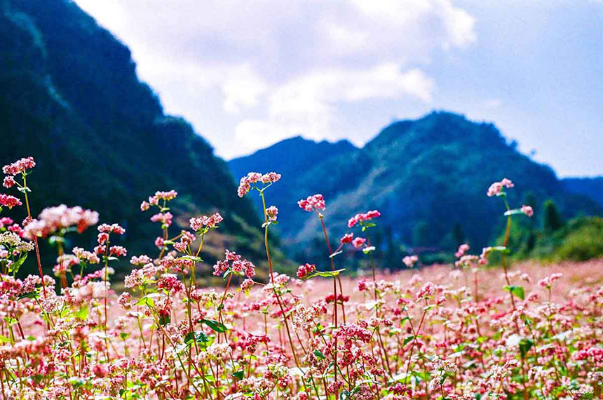 Phong cảnh phong cảnh mùa hoa kiều mạch tại Hà Giang