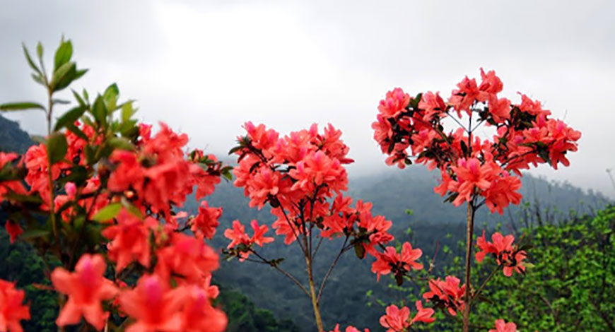 Saison de fleurs à Tam Dao