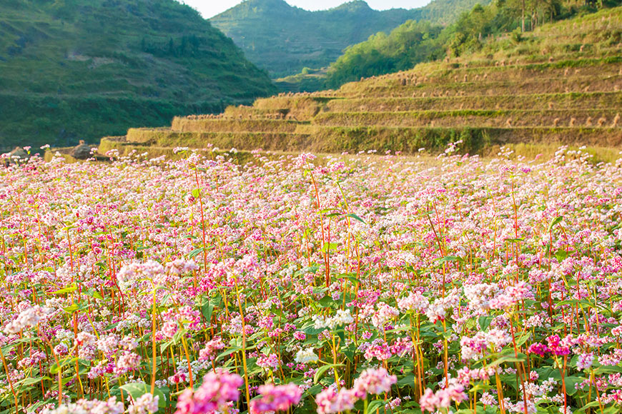 Venez à Ha Giang en août pour voir des fleurs de sarrasins