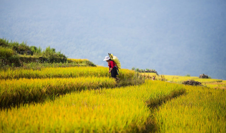 D''août à septembre est la saison du riz mûr à Lao Cai