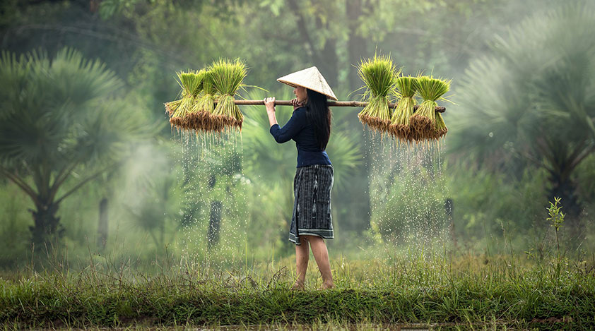L'agriculture à Ben Tre - la découverte la vie des habitants vers le Circuit Vietnam 14 jours