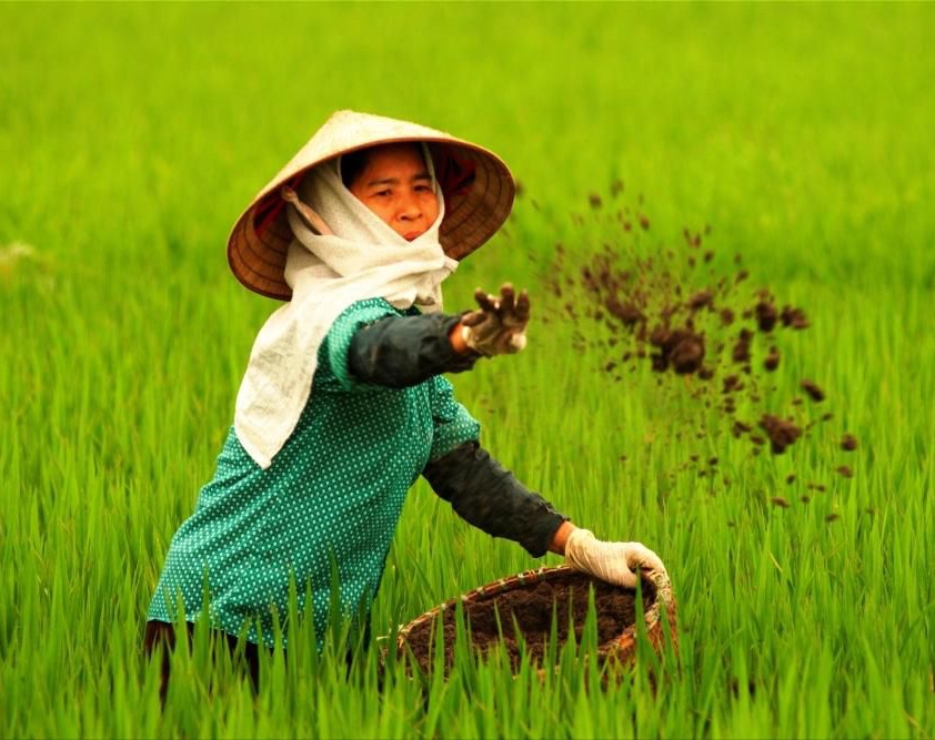 La rizculture à Cai Lay, Tien Giang