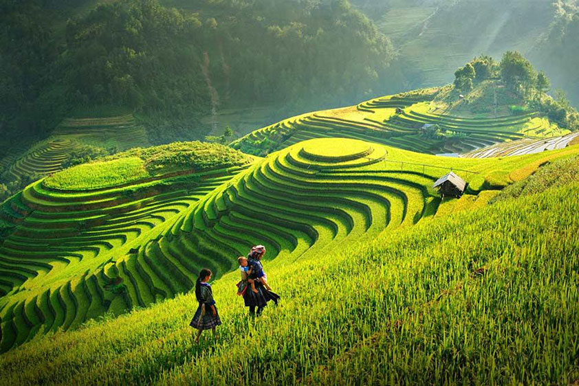 Admirer la beauté des rizières de Sapa durant ce Circuit Vietnam 20 jours