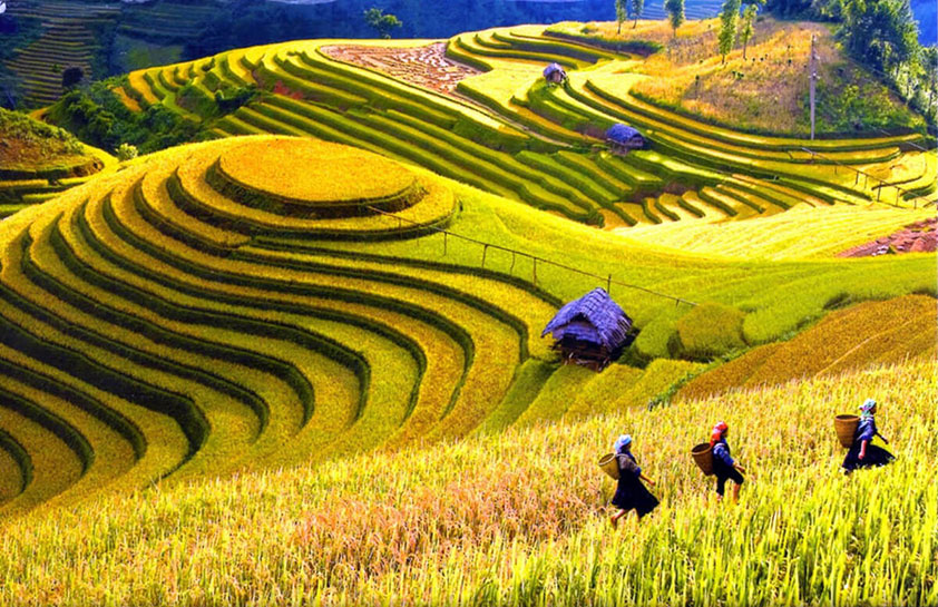 Les rizières en saison de récolte de Sapa