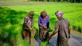 Les fermiers dans le delta du Mekong