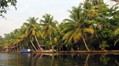 coconut on mekong