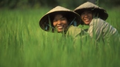 La culture du riz dans le delta du Mekong